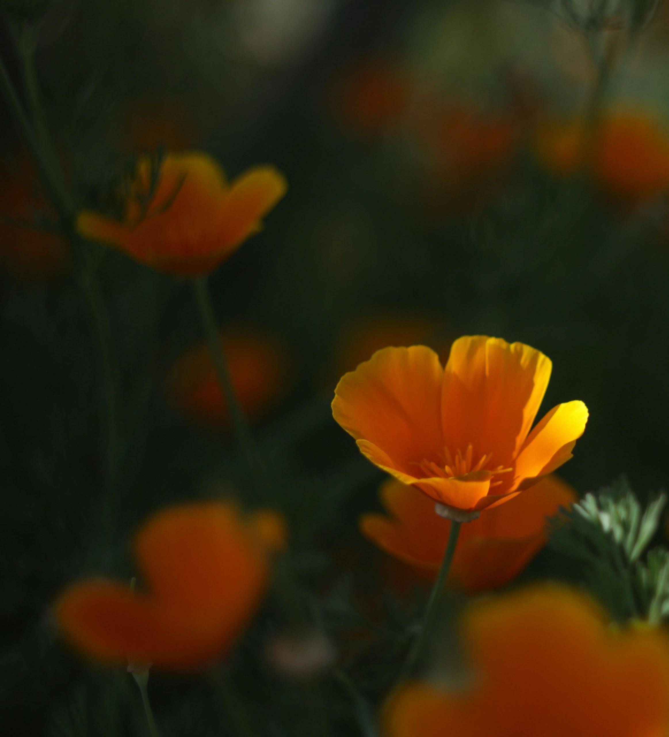 California poppy