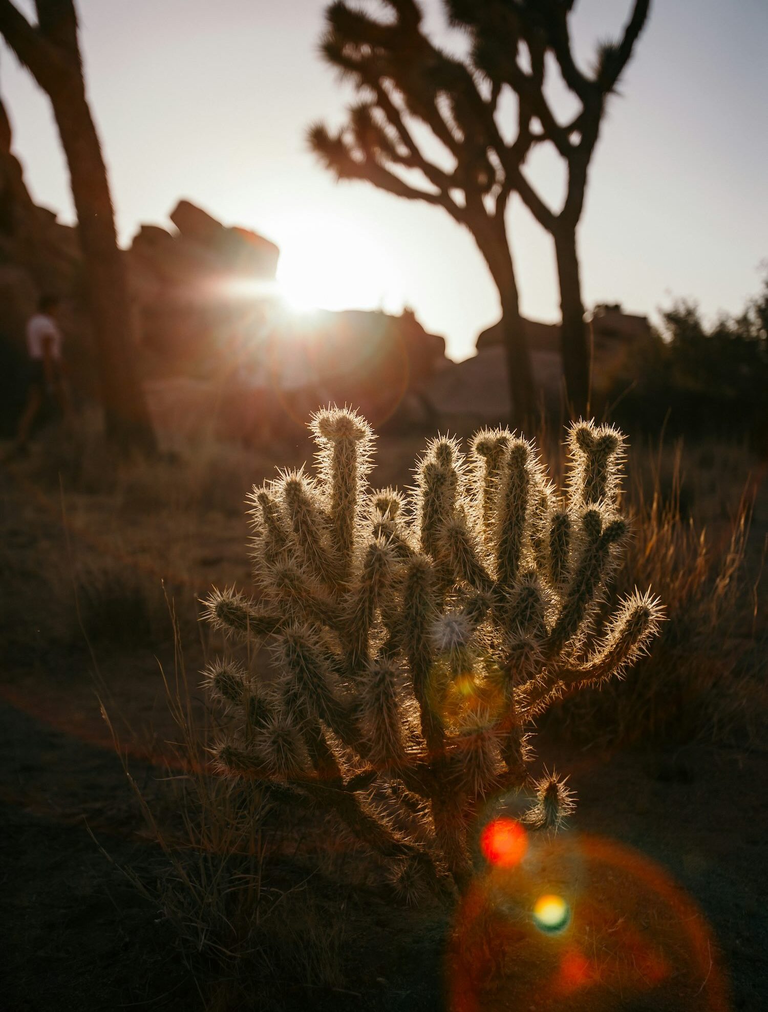 Joshua-Tree-National-Park